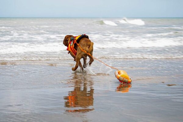 Playas para mascotas: espacios amigables con servicios especiales y reglas para convivencia armoniosa.