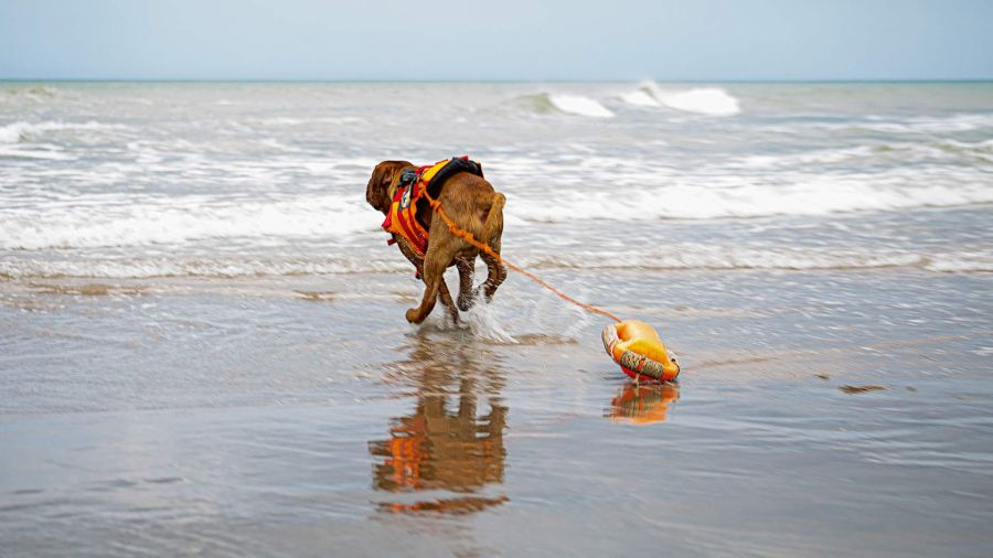Playas para mascotas: espacios amigables con servicios especiales y reglas para convivencia armoniosa.