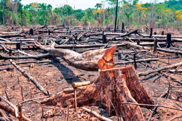 Ley ómnibus: retroceso ambiental grave en Argentina.