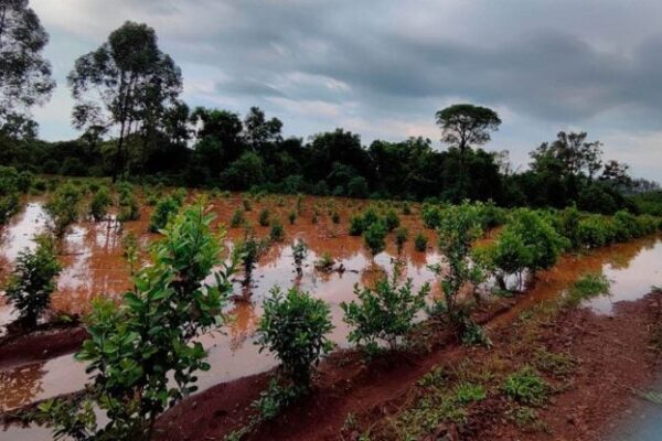 Texto alternativo: "Misiones pide fondos agro Gobierno.jpg"